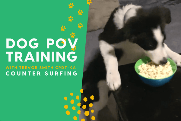 The Dog Training POV Series with Trevor Smith - Counter Surfing | Pupford