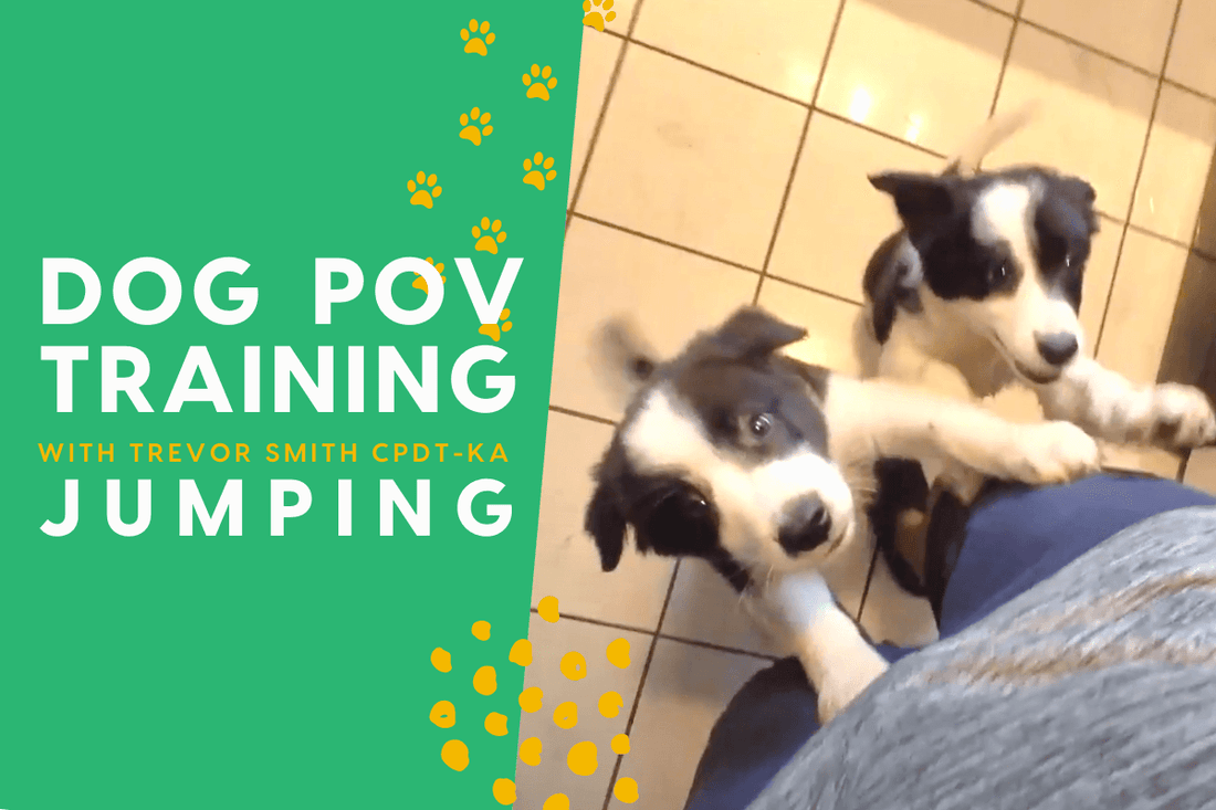 The Dog Training POV Series: Dog Jumping | Pupford