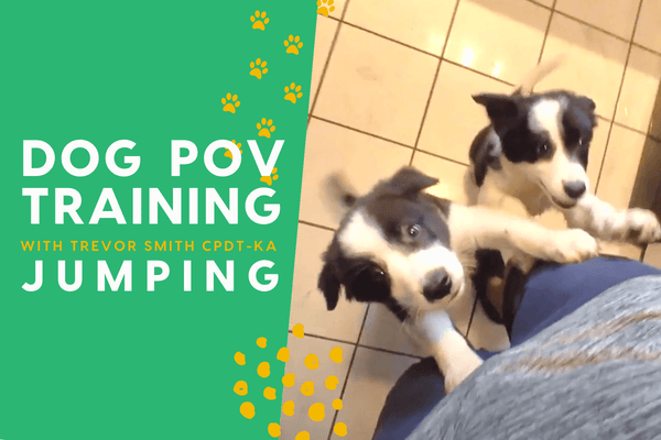 The Dog Training POV Series: Dog Jumping | Pupford