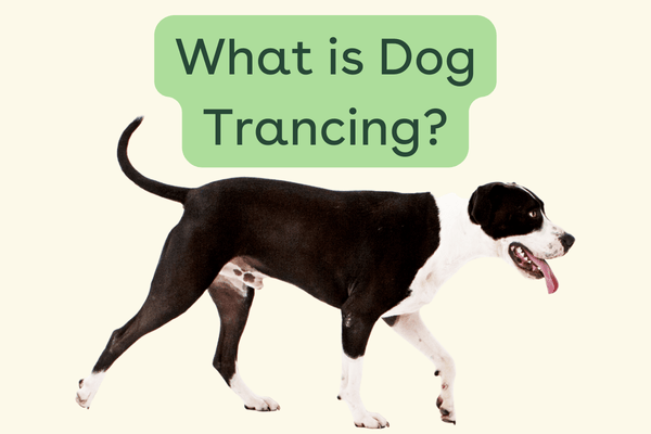 Dog Trancing: What Is It & Why Do Dogs Do It? | Pupford