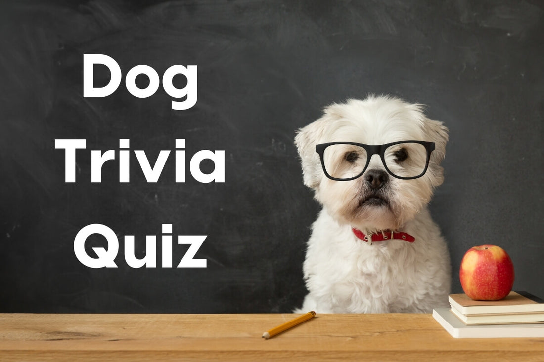 Dog Trivia Quiz – Test Your Dog Knowledge | Pupford