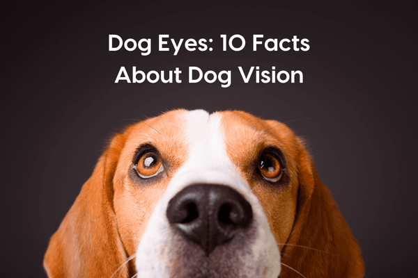 10 Facts About Dogs' Eyes, Vision & How They See Color | Pupford