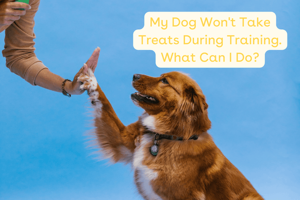 Puppy Doesn't Like Treats? How to Train a Dog That Isn't Food Motivated | Pupford
