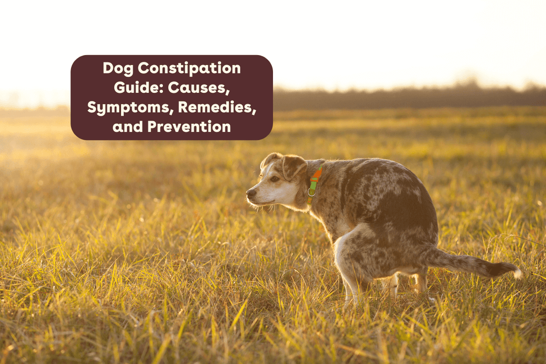 Dog Constipation Guide: Causes, Symptoms, Remedies, and Prevention | Pupford