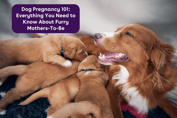 Dog Pregnancy 101: Everything You Need to Know About Furry Mothers-To-Be | Pupford
