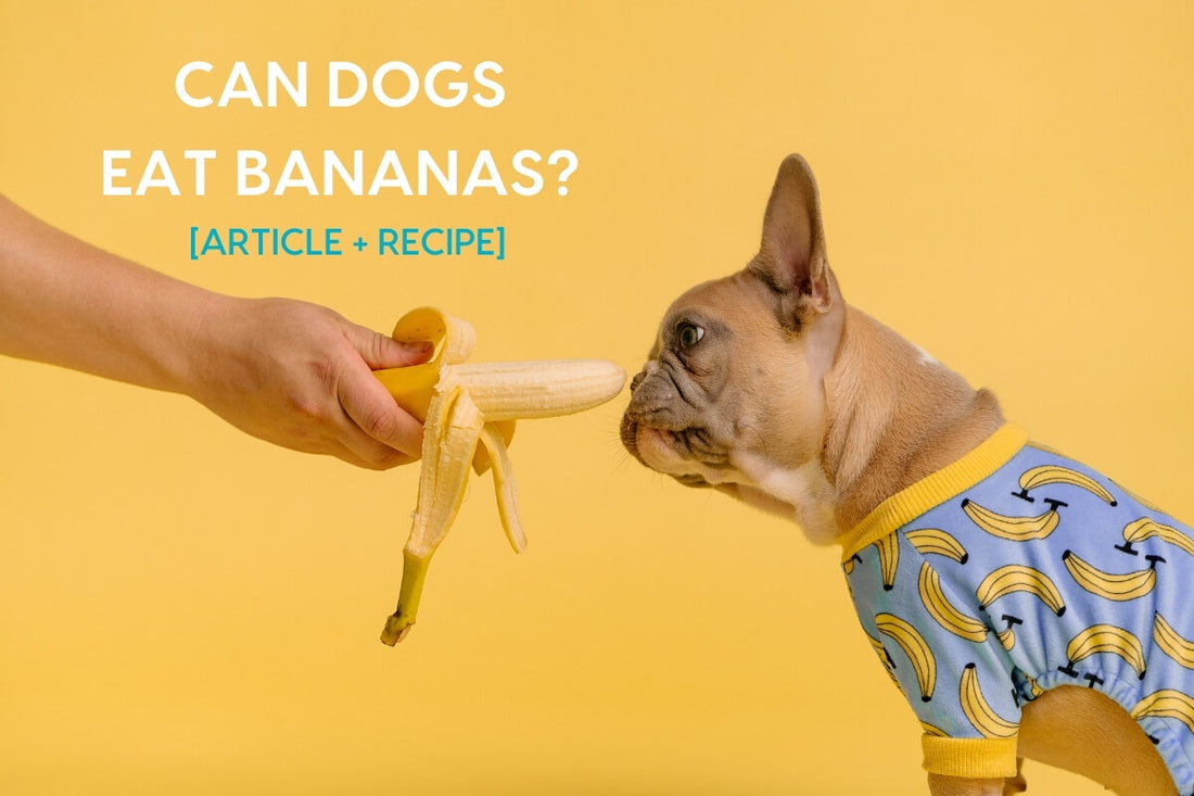 Can Dogs Eat Bananas? Is Banana Good for Dogs? + Treat Recipe | Pupford