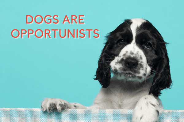 Dogs Are Opportunists: The Real Root of "Bad Behavior" | Pupford