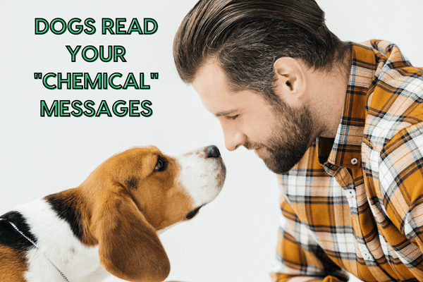 Dogs Read Your "Chemical" Messages | Pupford