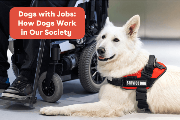 Dogs with Jobs: How Dogs Work in Our Society + What It Takes To Be A Working Dog | Pupford