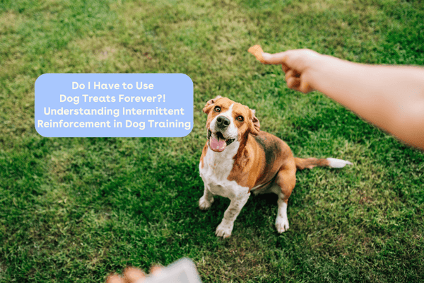 Do I Have to Use Dog Treats Forever?! Understanding Intermittent Reinforcement in Dog Training | Pupford