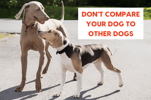 Don't Compare Your Dog to Other Dogs | Pupford