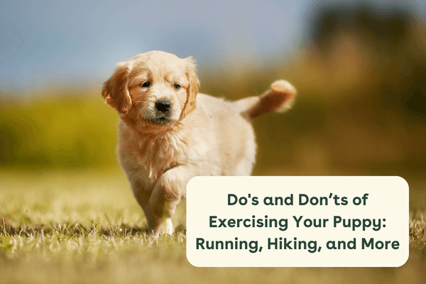 How Much Exercise Does a Puppy Need? + Safety Guidelines | Pupford