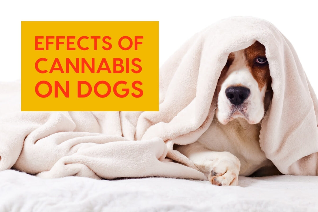 THC (Cannabis/Weed) & Dogs: Symptoms, What to Do & More | Pupford