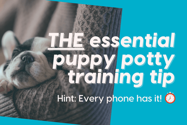 THE Essential Puppy Potty Training Tip – Hint: Schedules Matter | Pupford