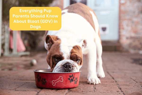 Everything Pup Parents Should Know About Bloat (GDV) In Dogs | Pupford