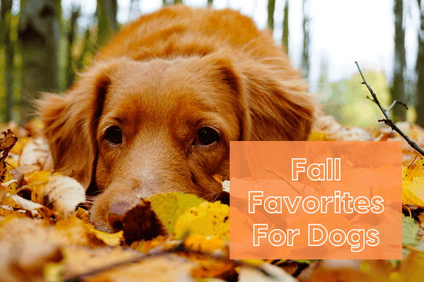 Fall Dog Favorites: Toys, Dog-Friendly Activities & Fall Recipes | Pupford