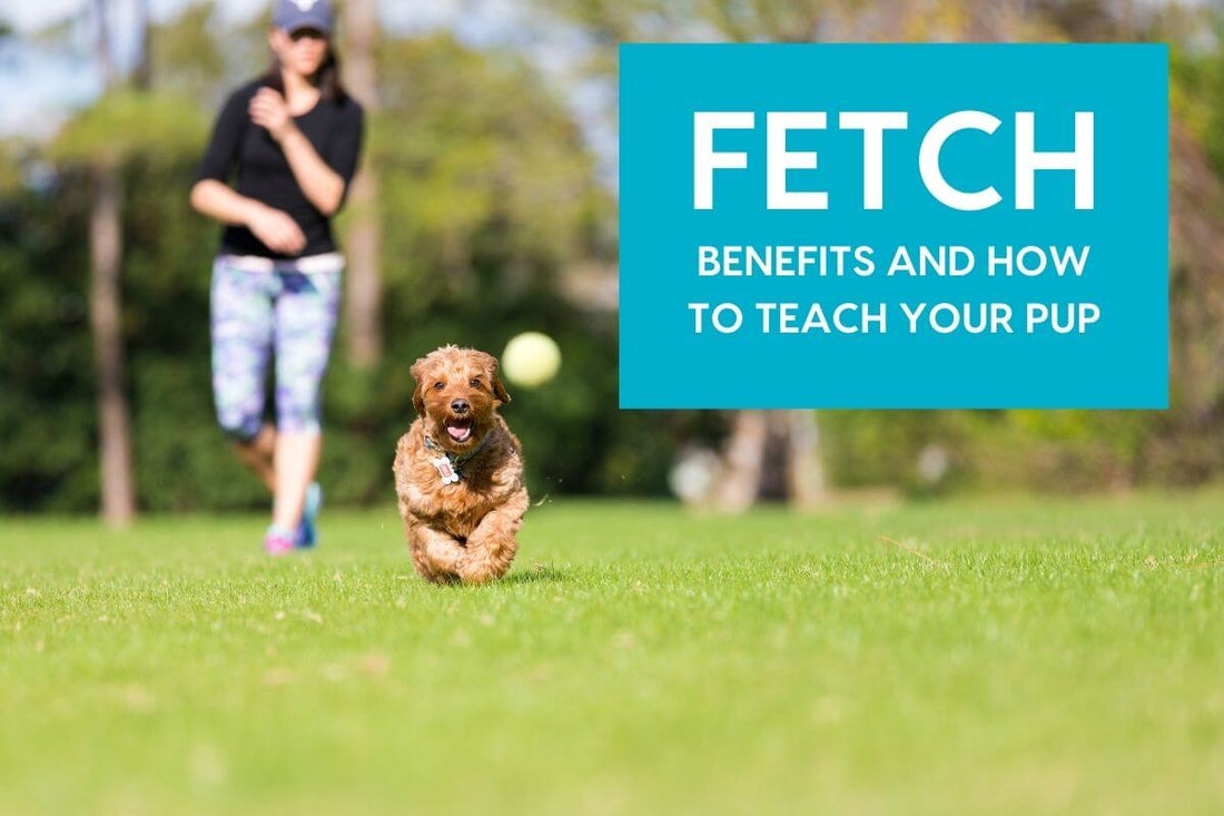 How to Teach a Dog to Fetch + Why Dogs Like Fetch & Benefits | Pupford