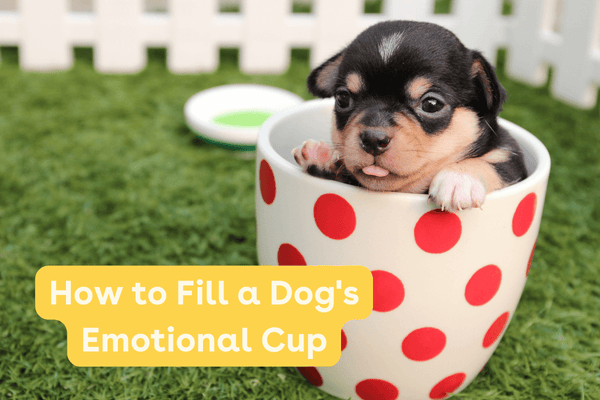 How to Fill A Dog’s Emotional Cup | Pupford