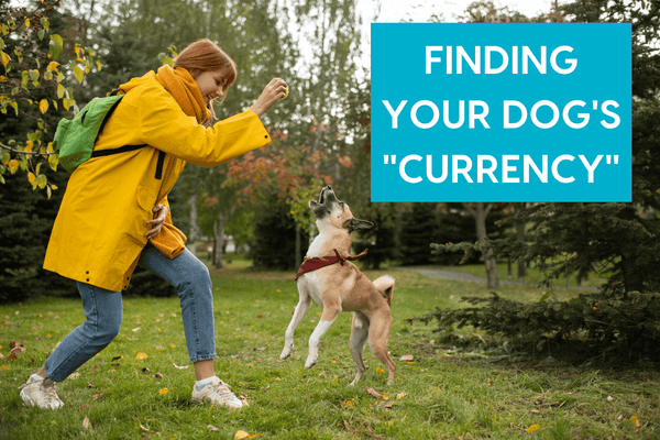 Finding Your Dog's "Currency" | Pupford