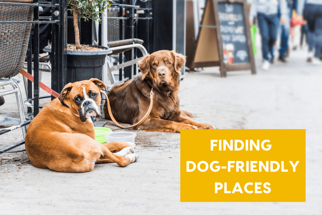 Finding Dog-Friendly Places: An Interview with Jamie from Dog Spotted | Pupford