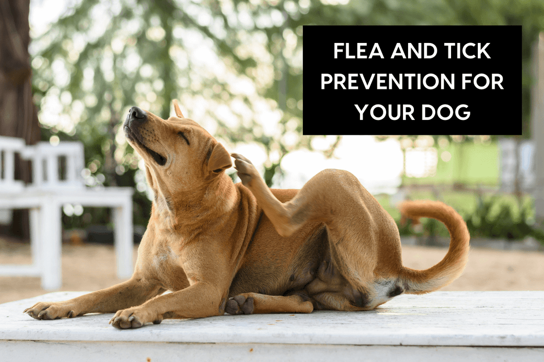 Flea and Tick Prevention for Your Dog | Pupford