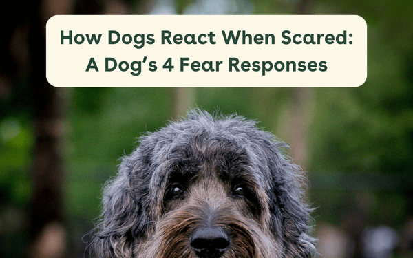 How Dogs React When Scared: A Dog’s 4 Fear Responses | Pupford