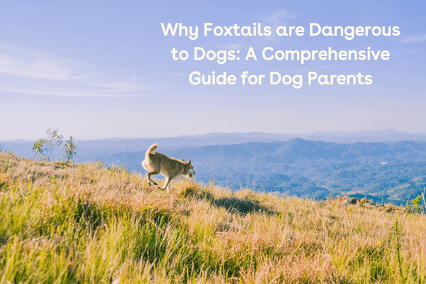 Why Foxtails are Dangerous to Dogs: A Comprehensive Guide for Dog Parents | Pupford