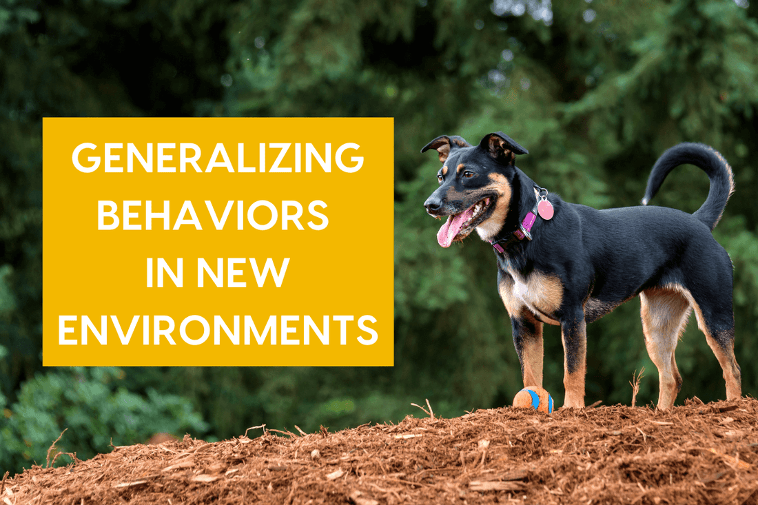 Generalization & Proofing in Dog Training: The Missing Piece | Pupford