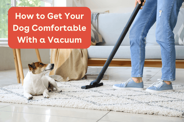 Dog Scared of the Vacuum? How to Get Them Used to It | Pupford