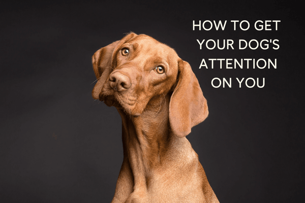 How to Get a Dog’s Attention & Focus on You: 4 Techniques | Pupford