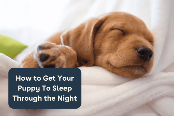 How to Get Your Puppy To Sleep Through the Night (and How Long it Takes) | Pupford