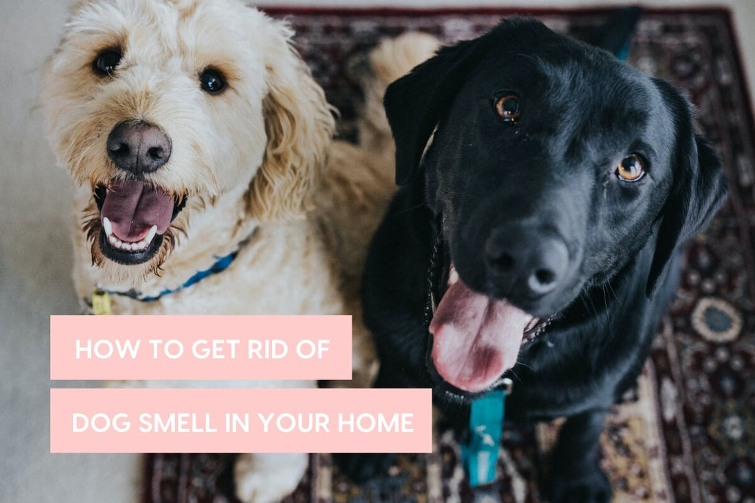 9 Tips to Get Dog Smell Out of a House + Make a Dog Smell Better | Pupford