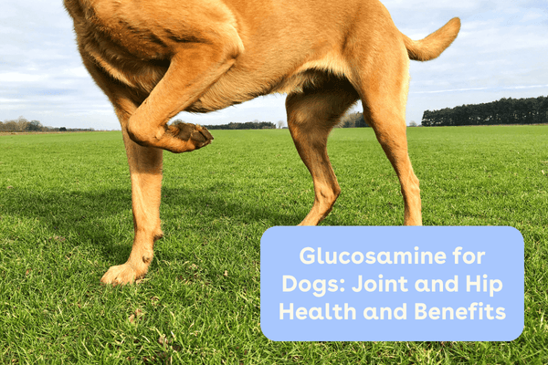 Glucosamine for Dogs: Joint and Hip Health and Benefits | Pupford