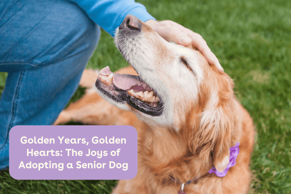 Golden Years, Golden Hearts: The Joys of Adopting a Senior Dog | Pupford