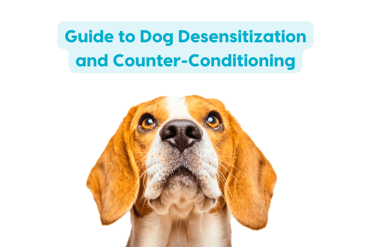 Extinction Conditioning Dogs Counterconditioning & Dog Desensitization Training Guide | Pupford