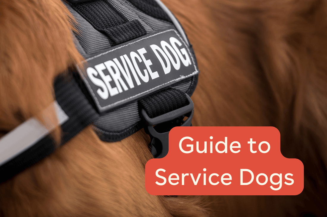 Guide to Service Dogs: Common Breeds, Tasks & Uses | Pupford