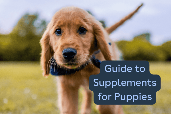 Puppy Vitamins: A Guide to the Best Puppy Supplements | Pupford