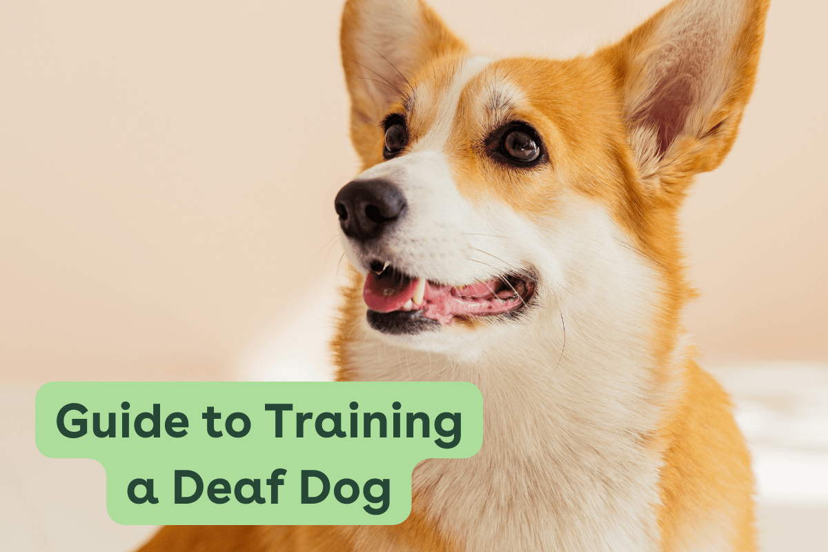 Beautiful view of Deaf Dog Training Techniques