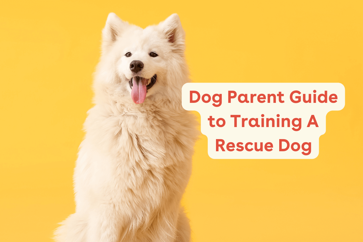 How to Train a Rescue Dog + Common Rescue Dog Myths | Pupford