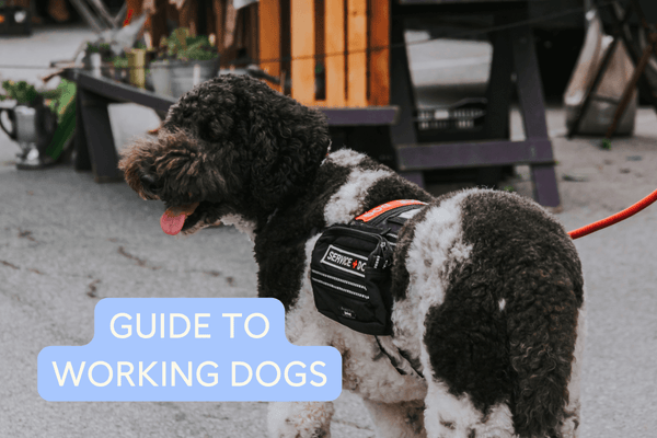 Working Dogs: Types of Jobs, Common Breeds & FAQs | Pupford