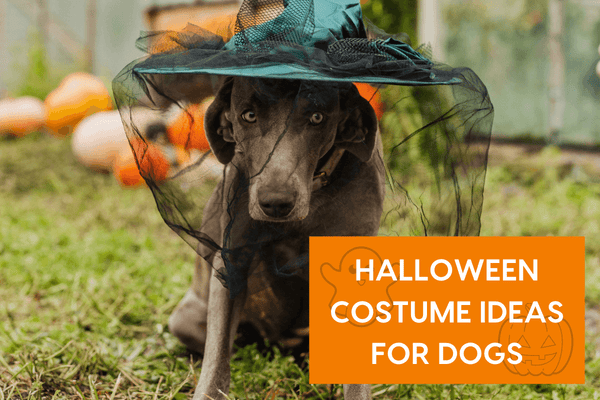 Halloween Costume Ideas for Dogs | Pupford