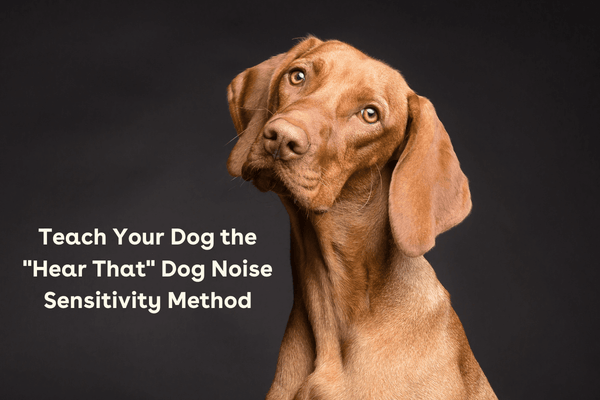 Teach Your Dog the "Hear That" Dog Noise Sensitivity Method | Pupford
