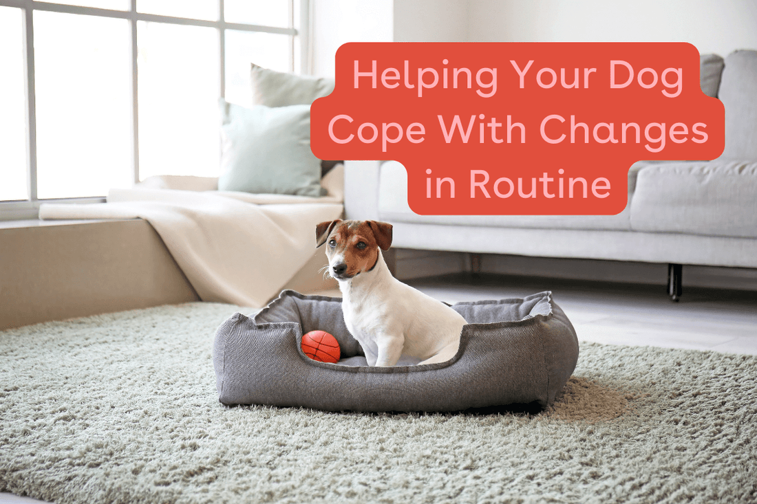 Helping Your Dog Cope With Changes In Routine | Pupford