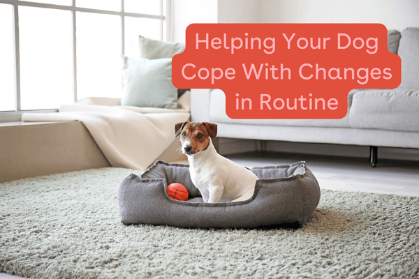 Helping Your Dog Cope With Changes In Routine | Pupford