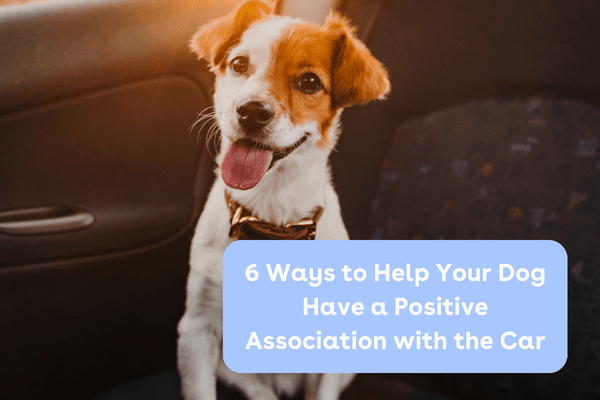Ways to Help Your Dog Have a Positive Association with the Car | Pupford