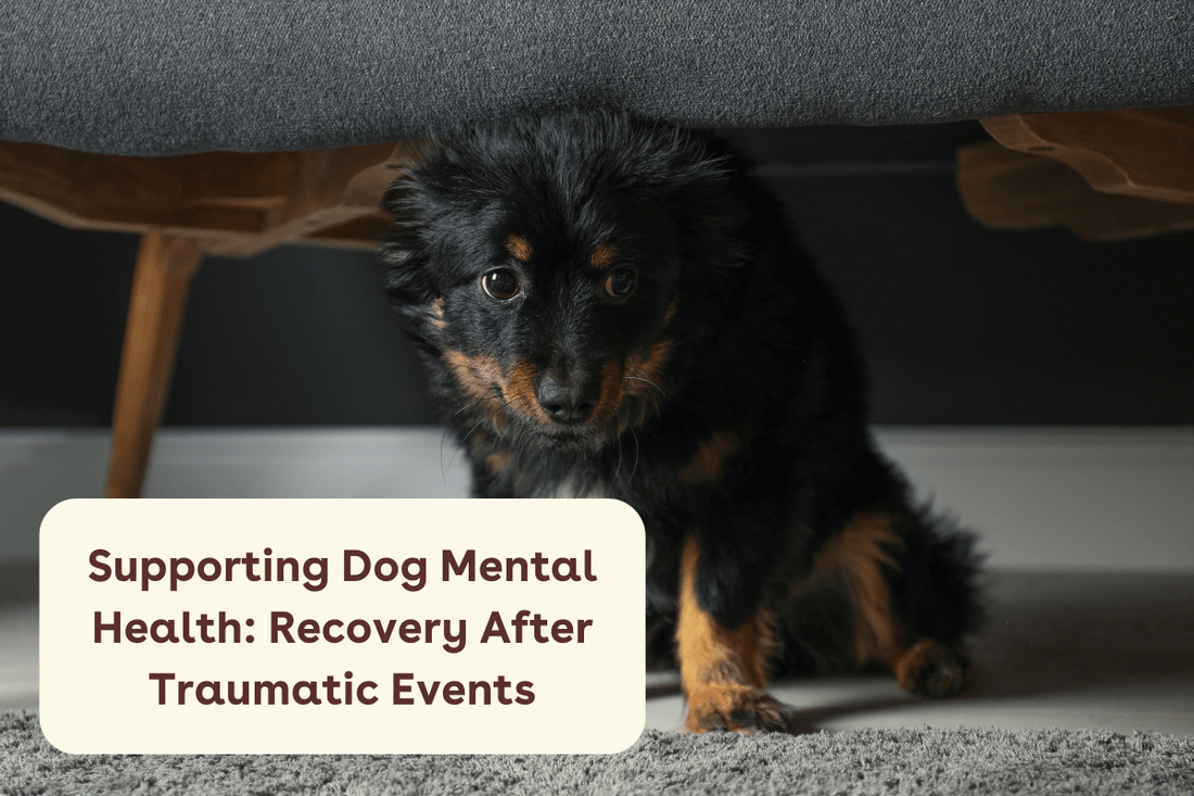Supporting Dog Mental Health: Recovery After Traumatic Events | Pupford