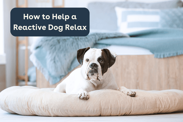Relaxation Protocol for Dogs: How to Help a Reactive Dog | Pupford