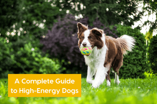 High Energy Dogs: A Complete Guide to Energetic Pups | Pupford