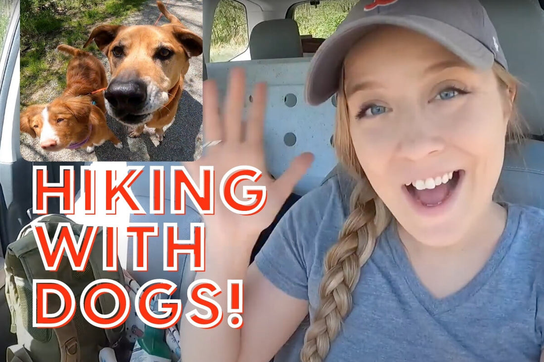 VIDEO: Hiking with Dogs – Gear, Recall, Trail Etiquette with Amber Aquart | Pupford