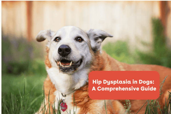 Hip Dysplasia in Dogs: A Comprehensive Guide | Pupford